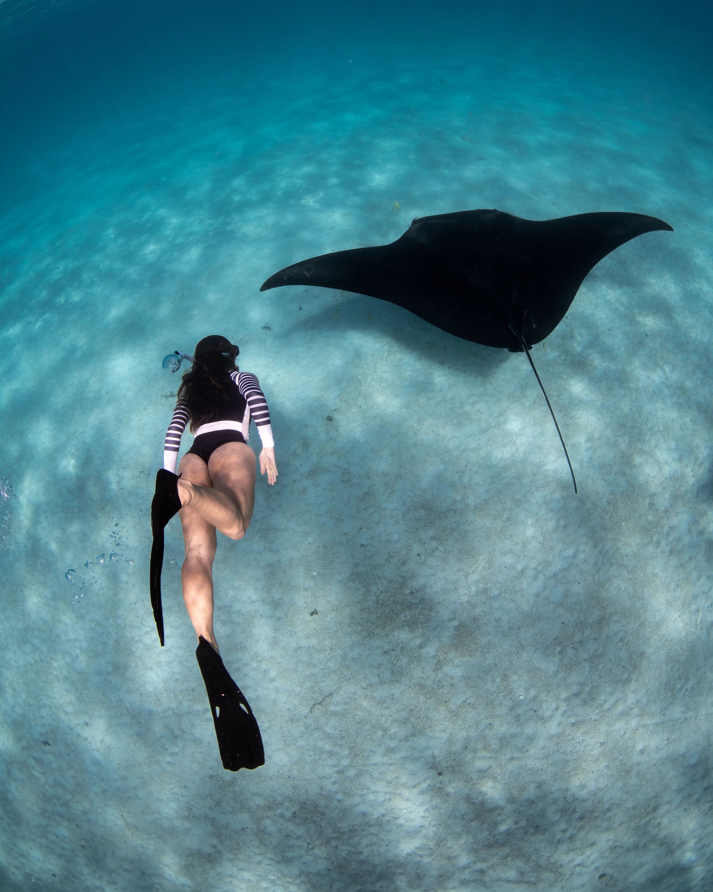A swimmer gliding above a manta ray in clear water