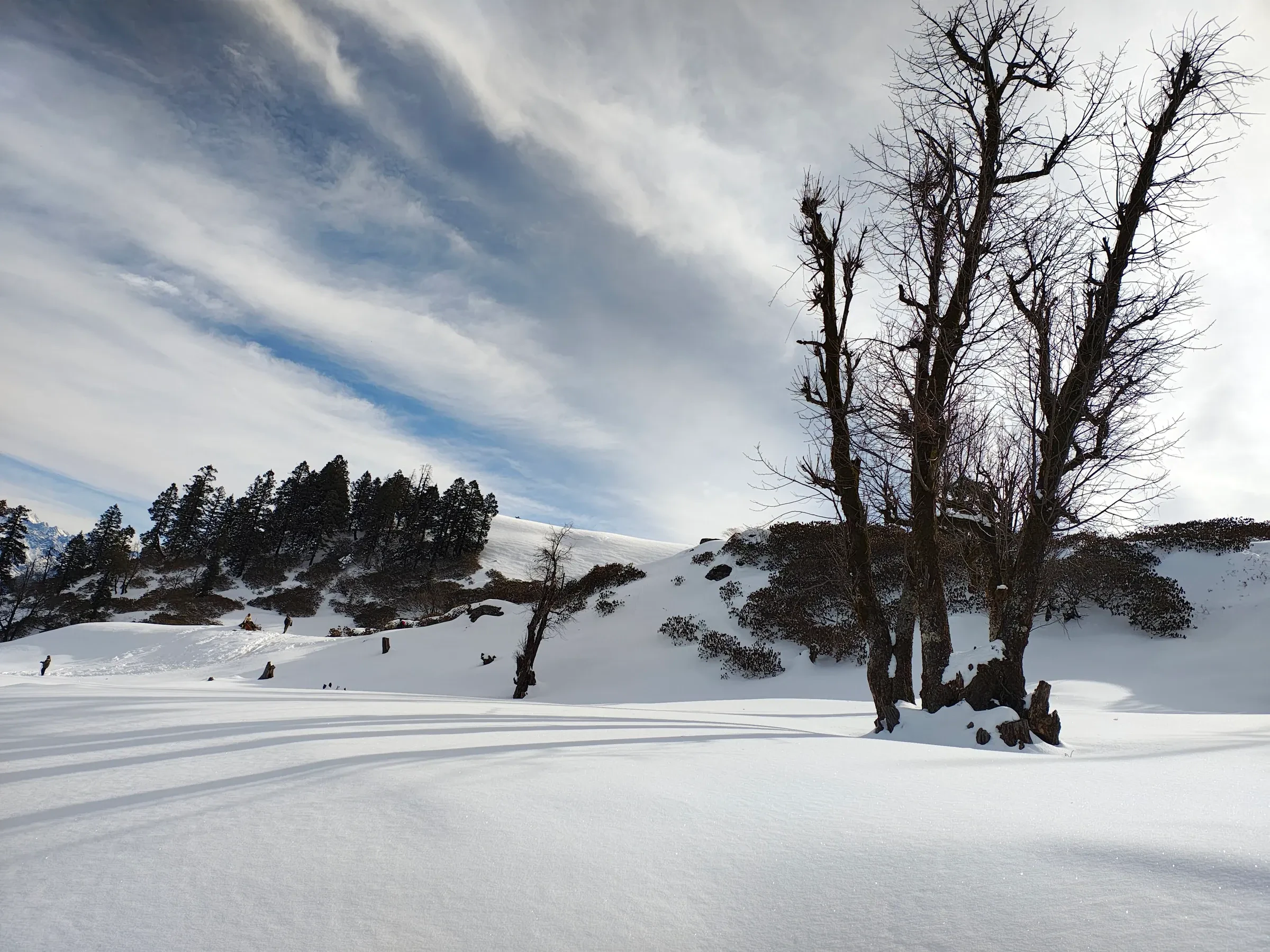 A bare tree on a snowy slope below Kedarkantha