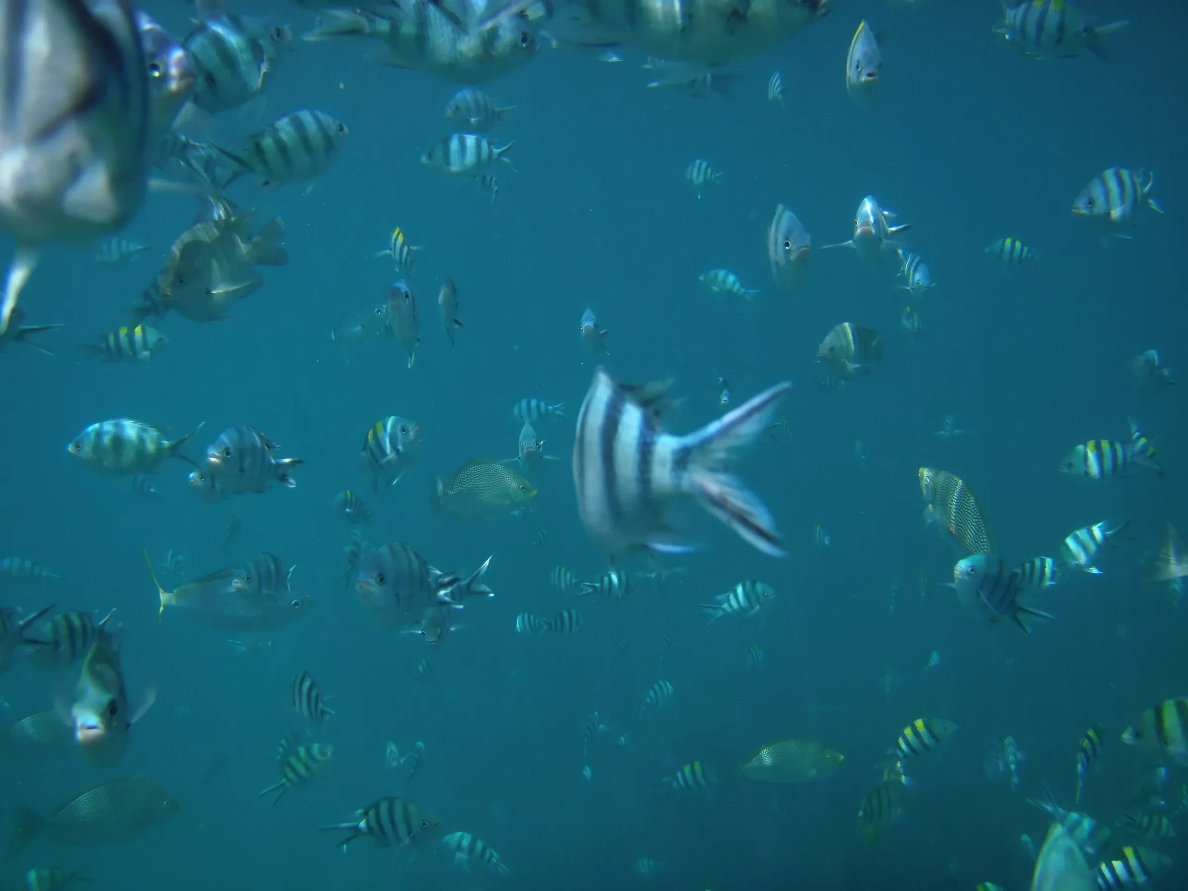 A school of striped fish underwater off Koh Tao