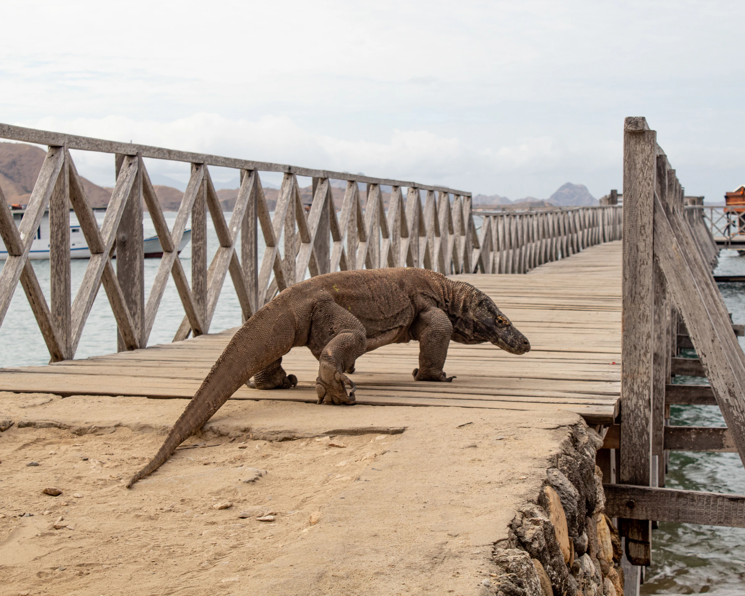 A Komodo dragon walking along a wooden boardwalk