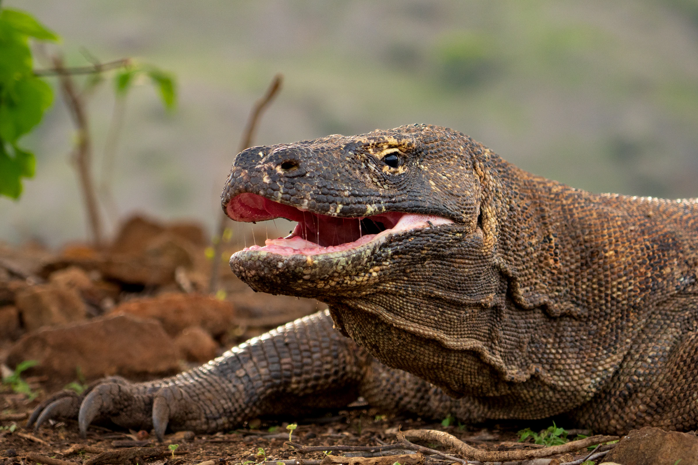 A Komodo dragon on bare red earth with its mouth open