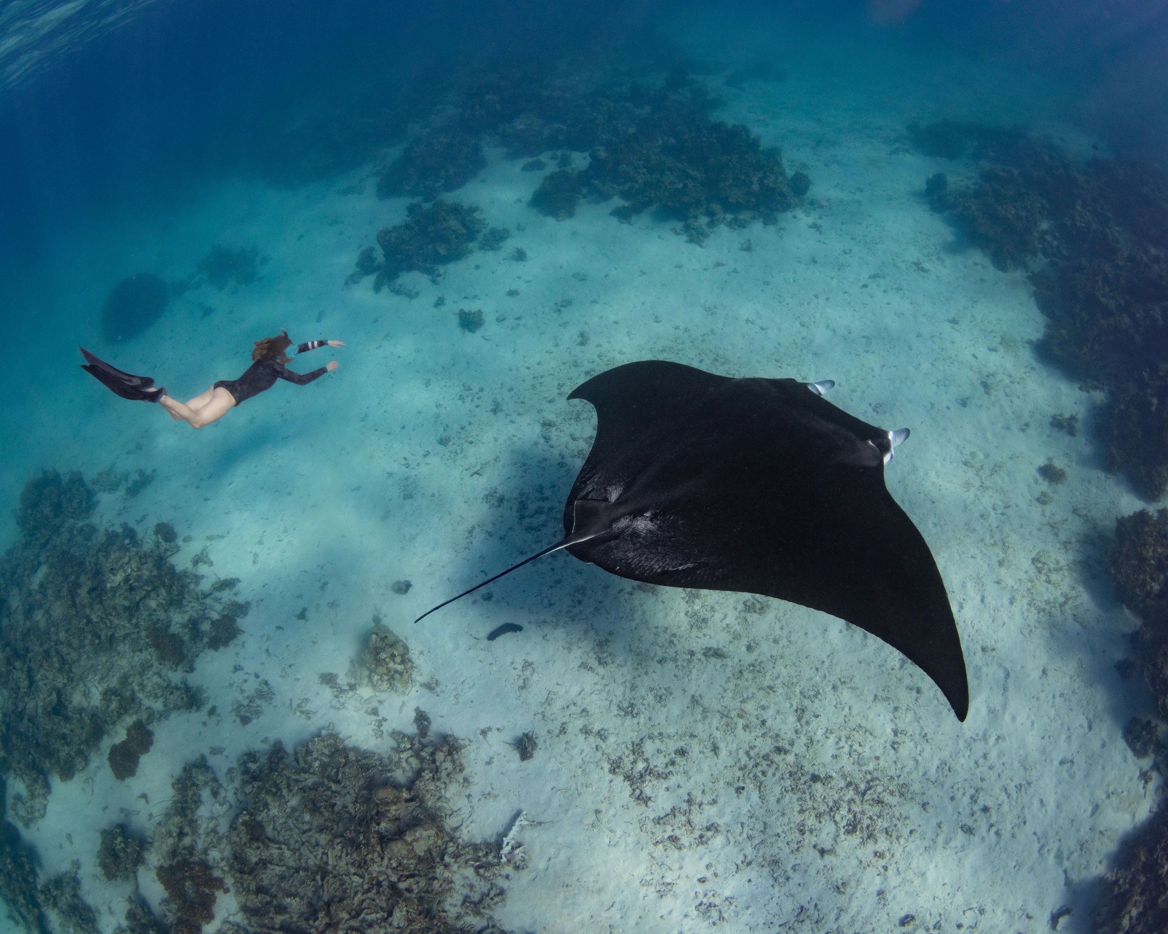 A manta ray swimming above a reef with a snorkeller nearby