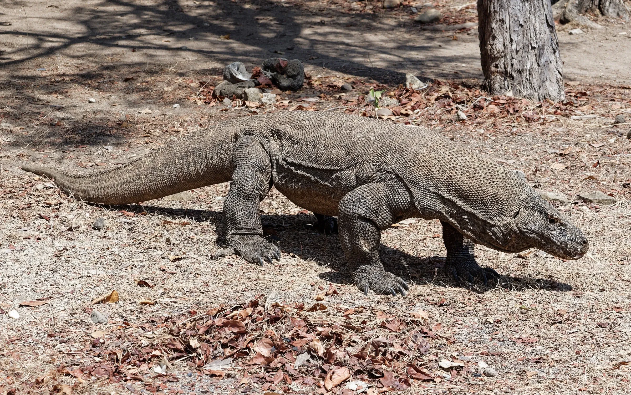 A Komodo dragon walking across dry ground on Komodo Island