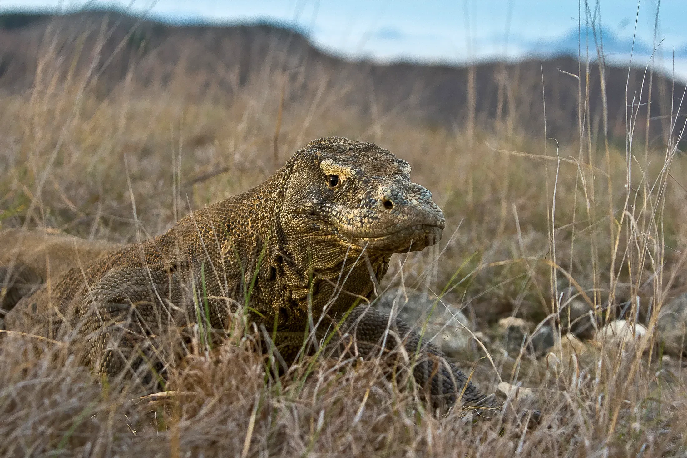 A Komodo dragon resting in dry grass on Rinca Island