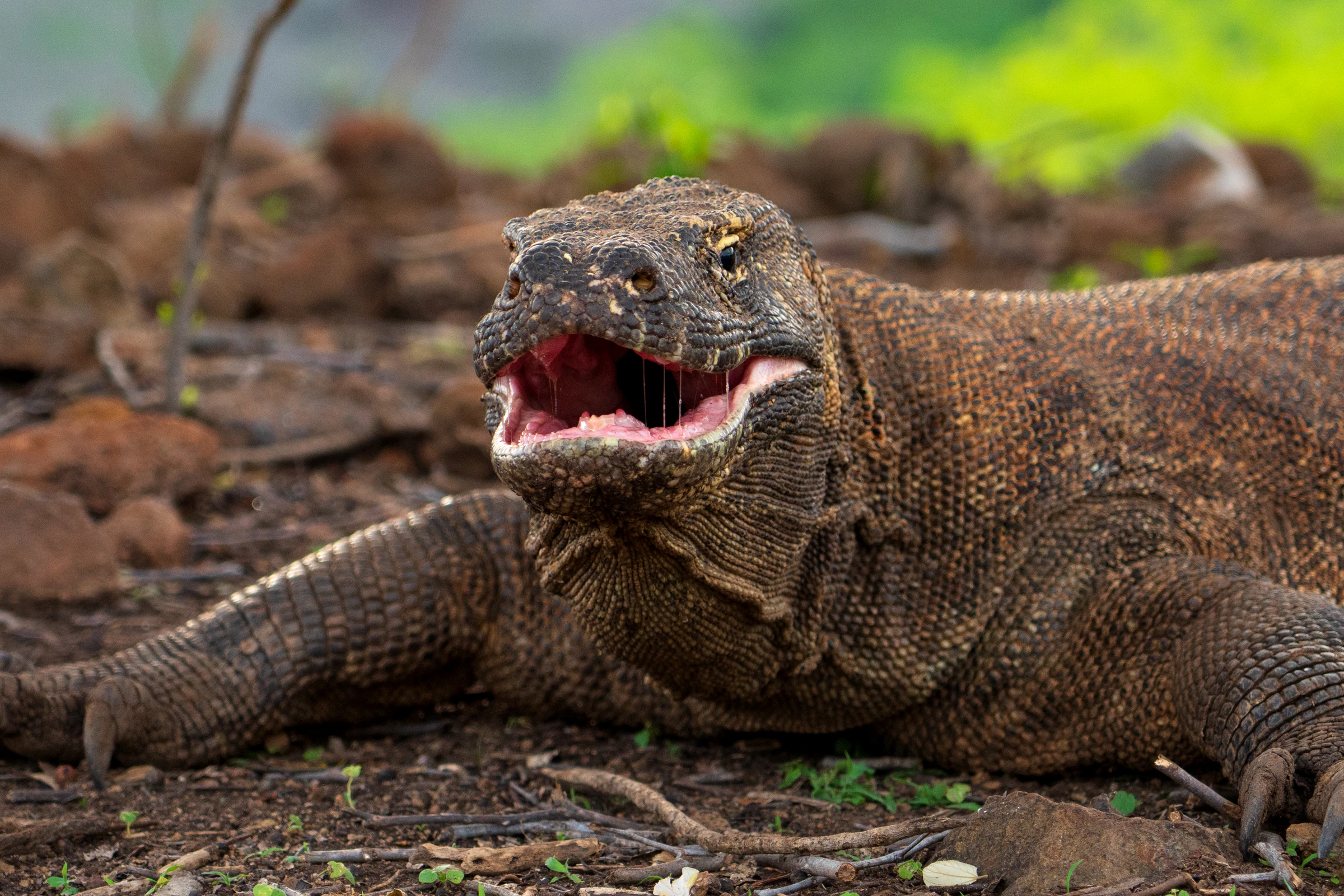 A Komodo dragon with its mouth open on bare ground
