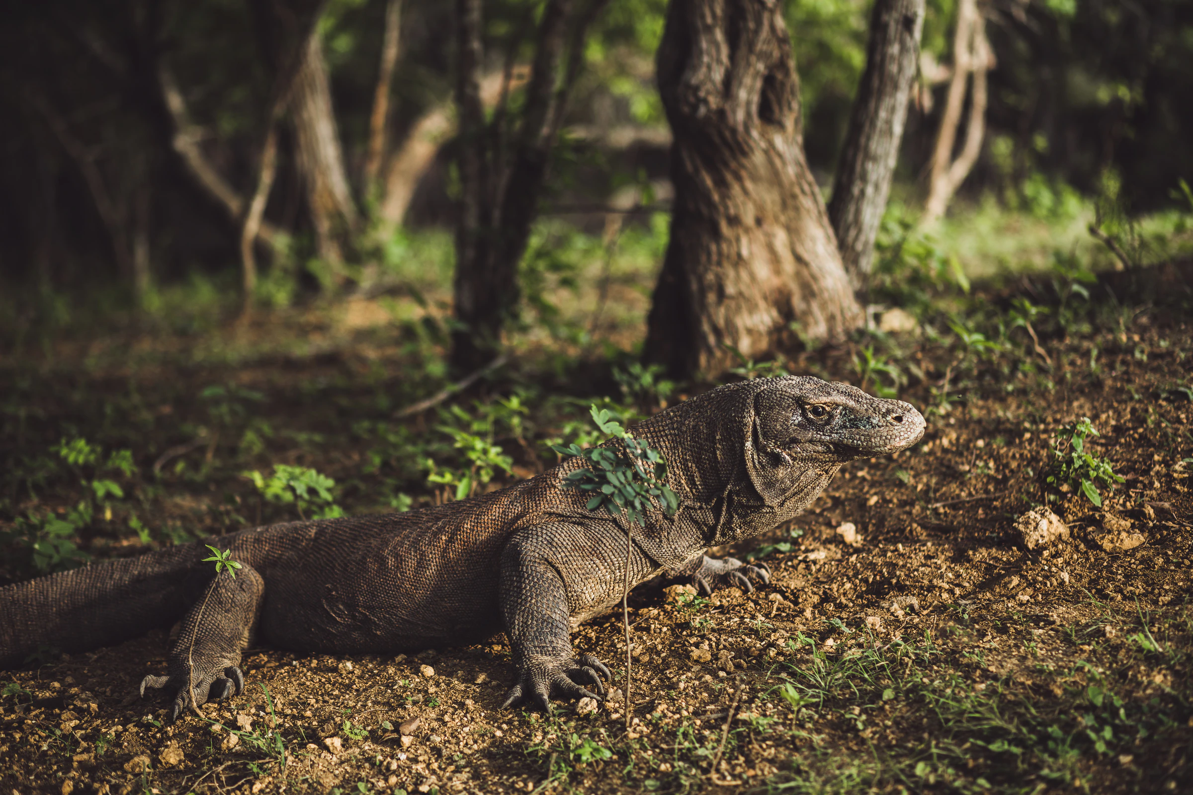 A Komodo dragon close up in its natural habitat
