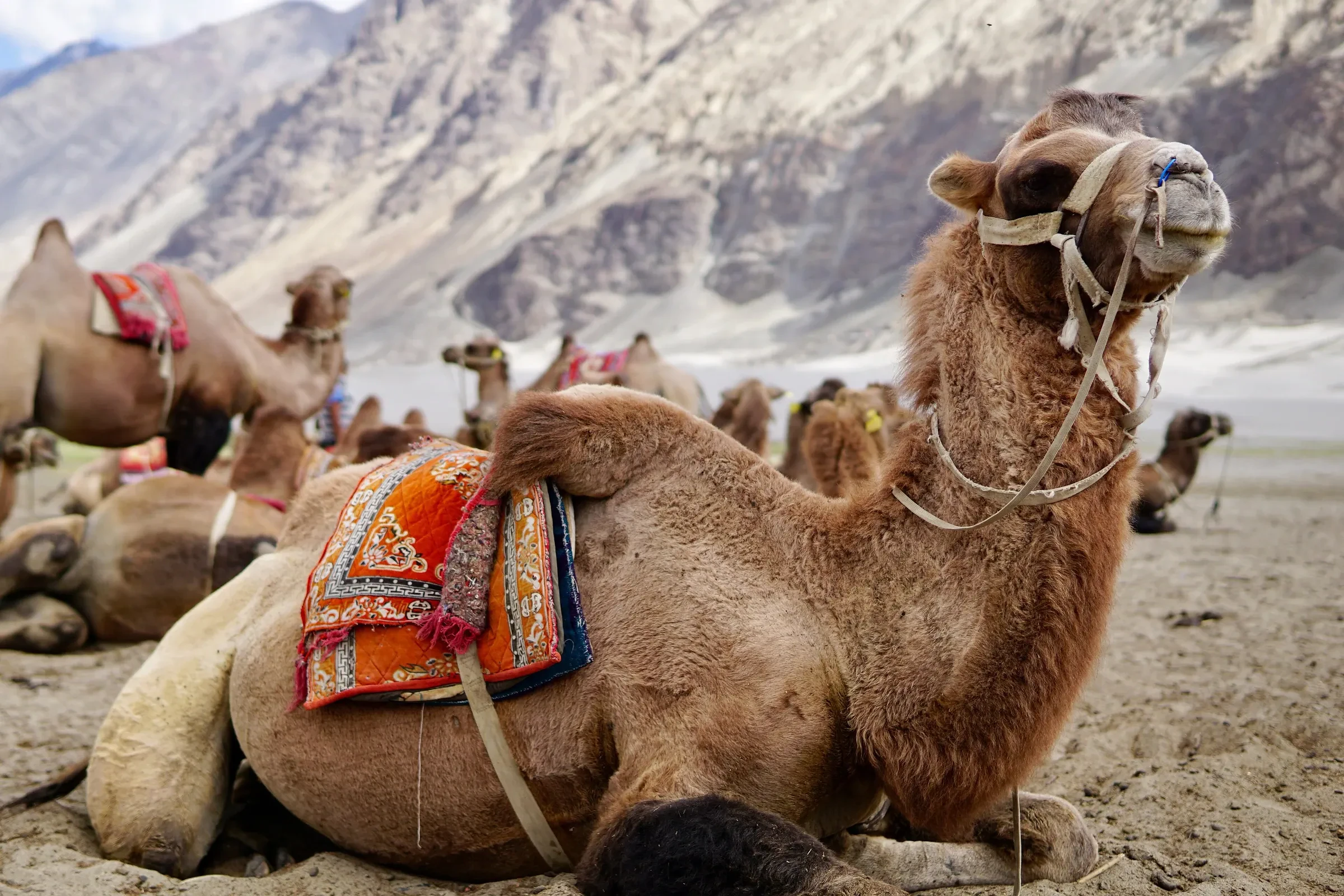 Bactrian camels resting on the sand at Hunder in the Nubra Valley