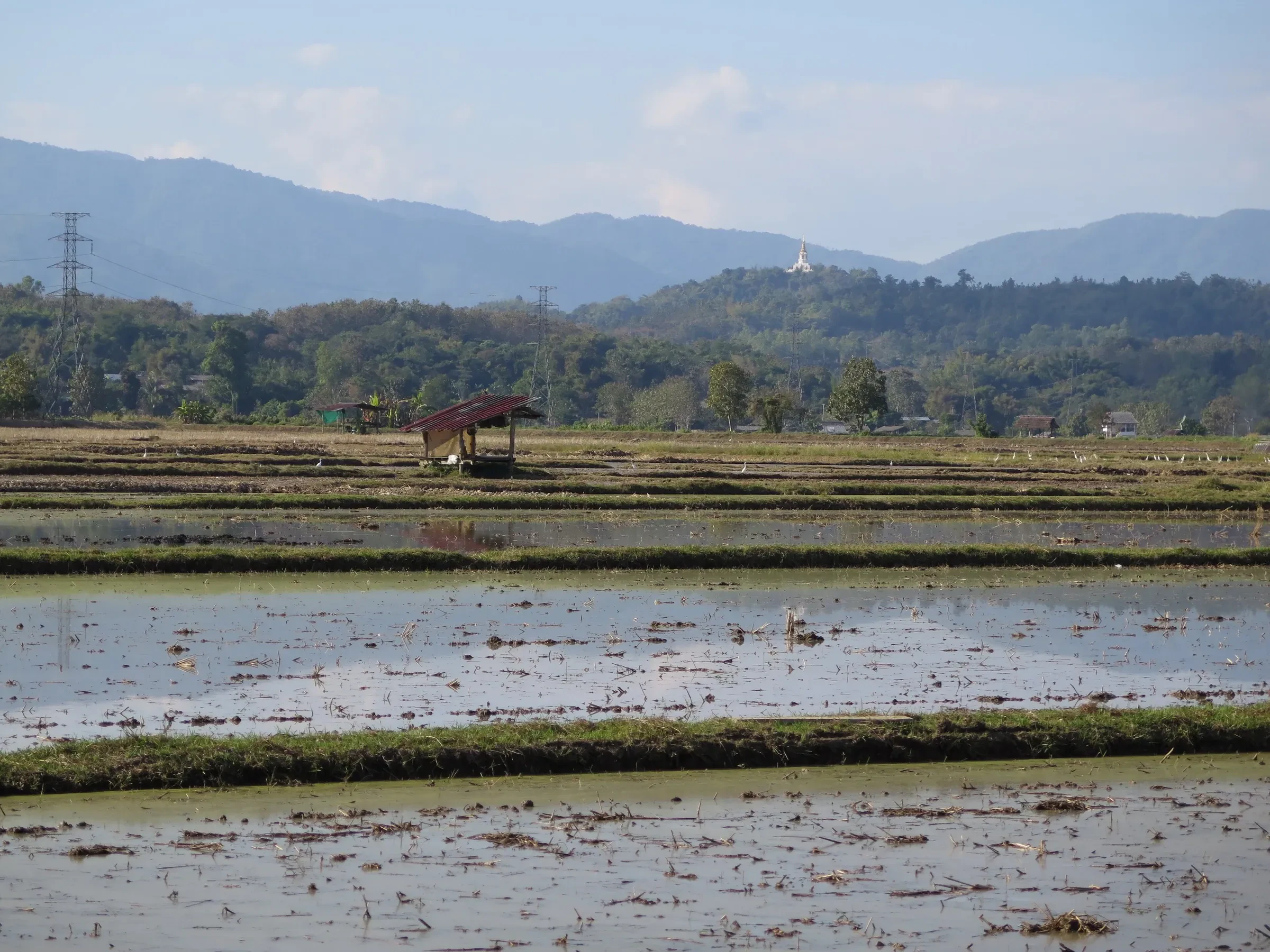 Rice fields with mountains behind them in rural Chiang Rai province
