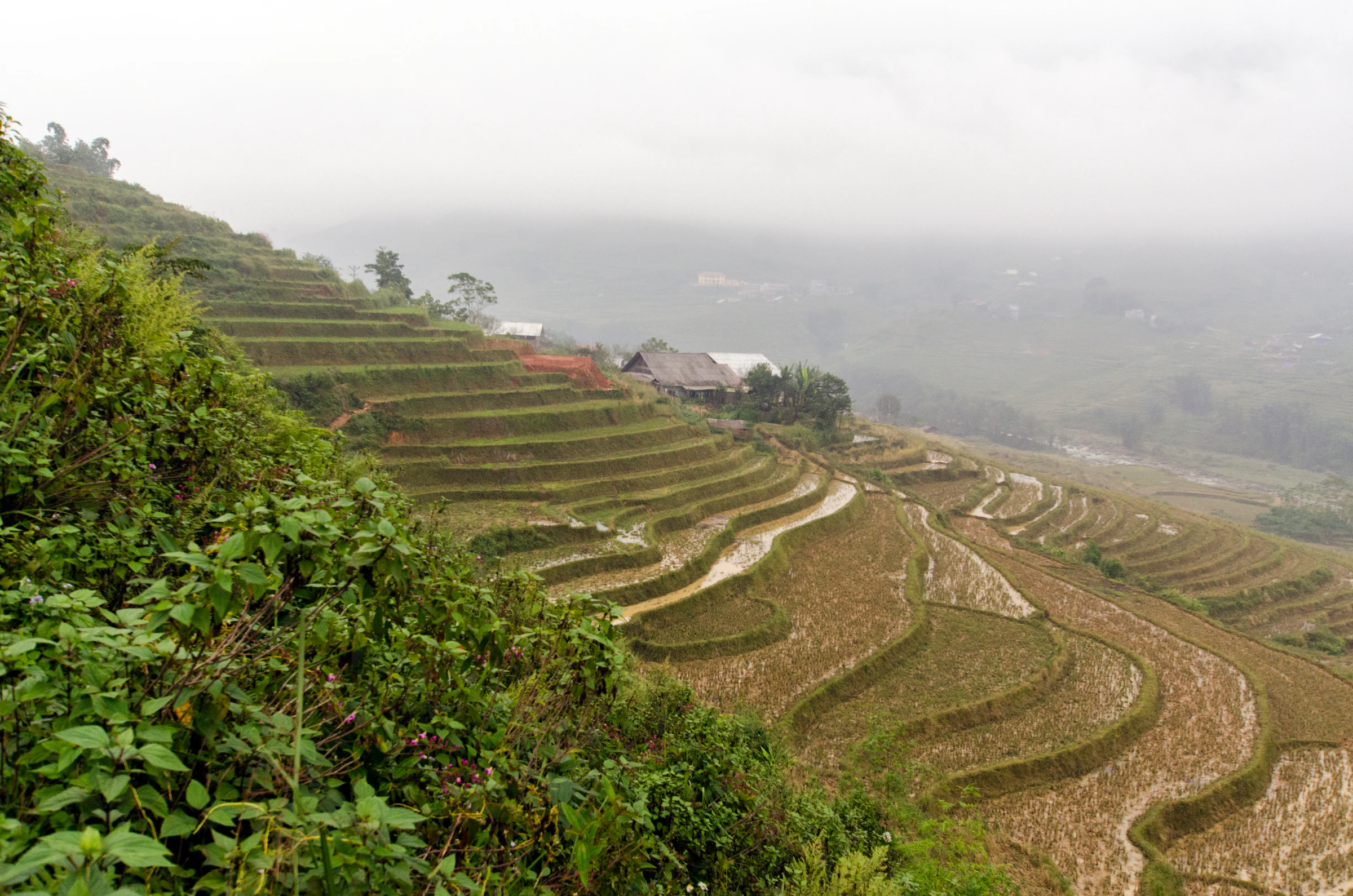 Rice terraces on a misty hillside near Sapa