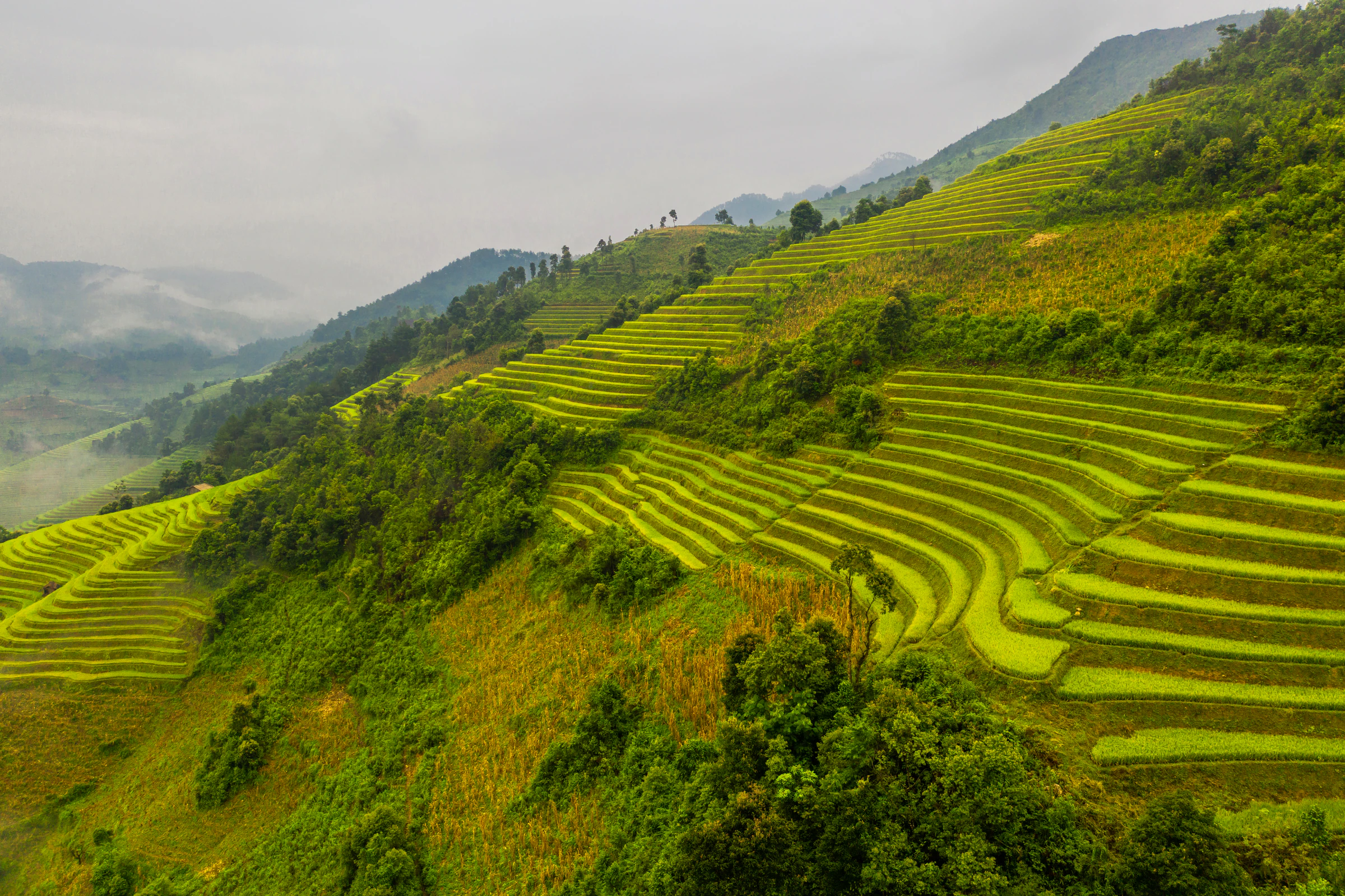 Terraced rice fields climbing a hillside near Sapa