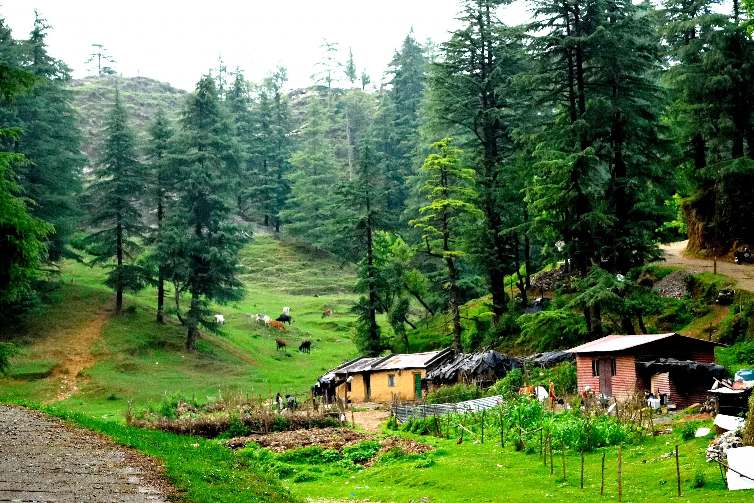 A green meadow among deodar trees at Park Estate in Mussoorie