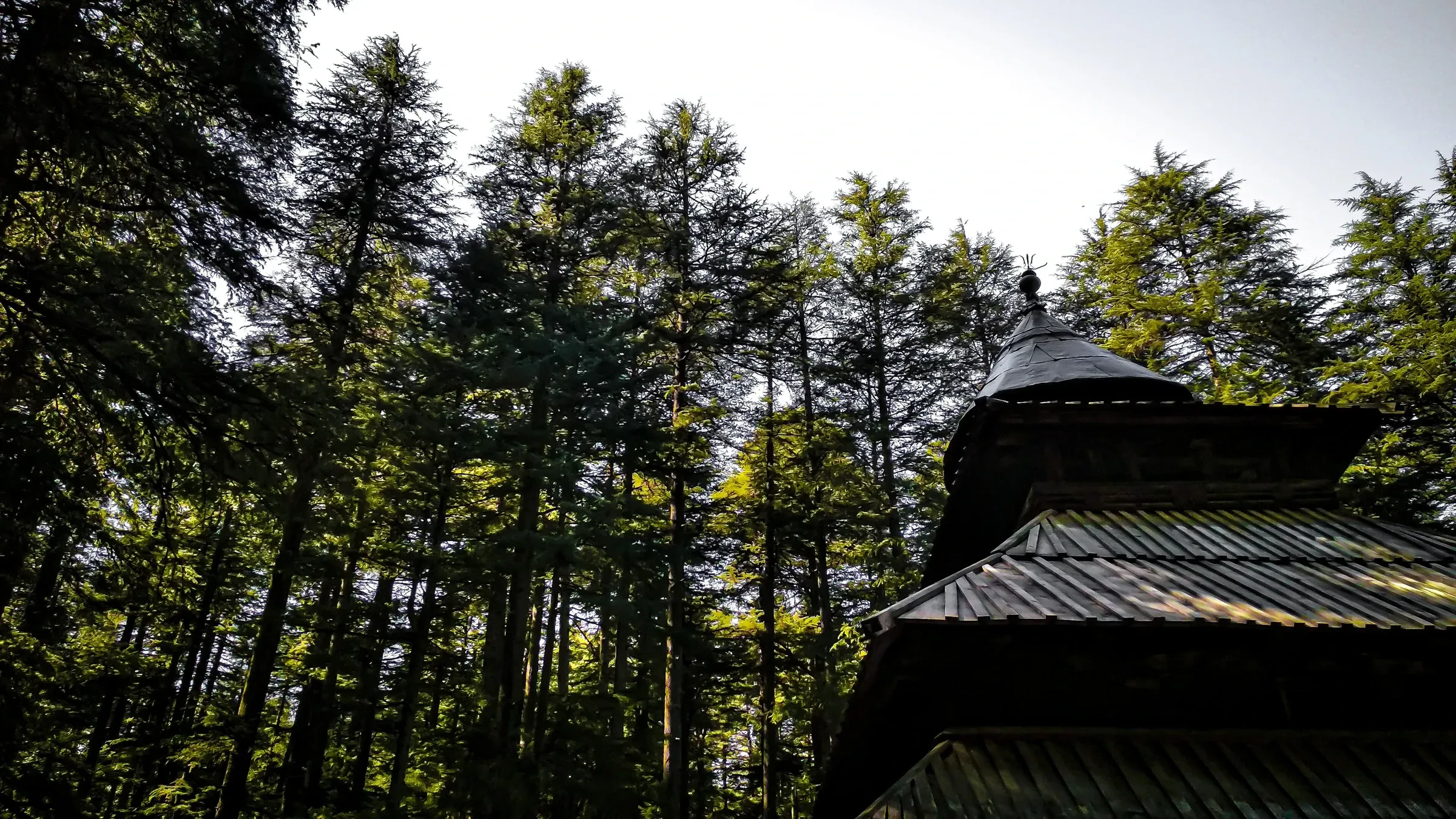 Tall deodar trees around the Hadimba Devi Temple in Manali