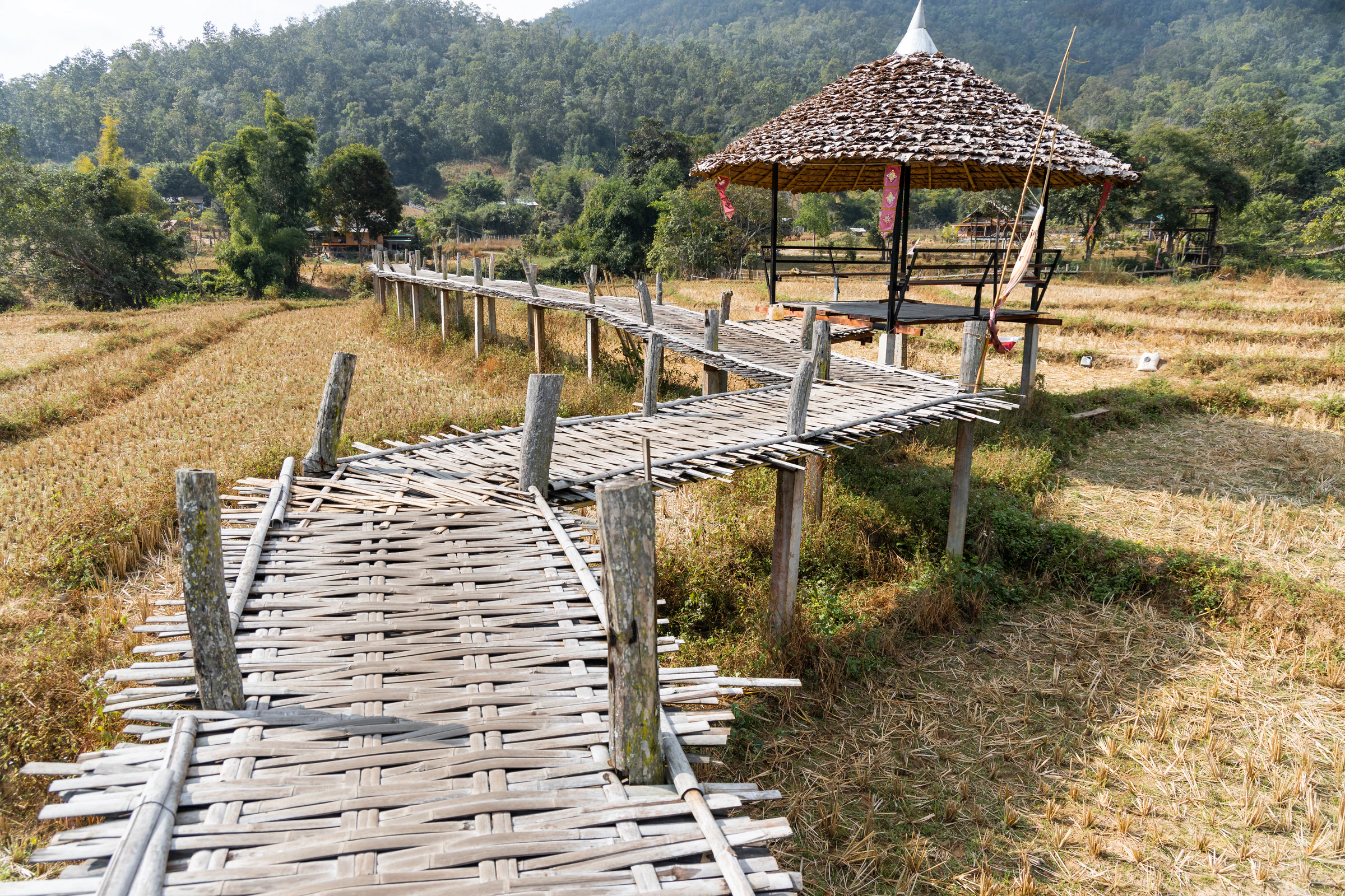 The long bamboo bridge over rice fields near Pai
