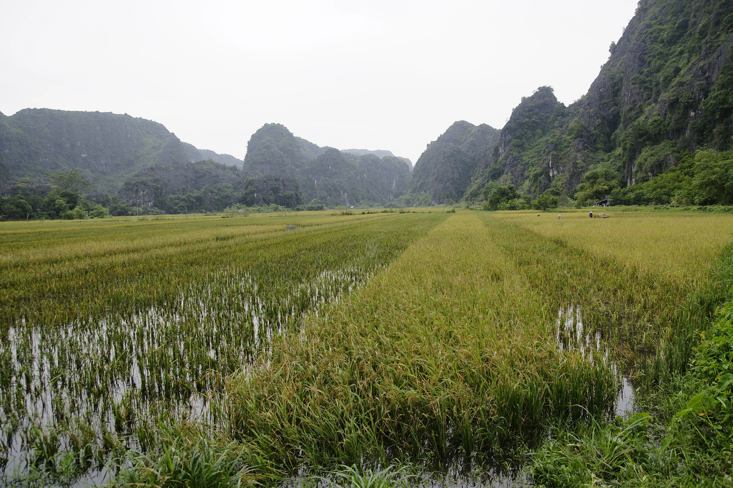 Farmers cultivating rice in fields near Ninh Binh