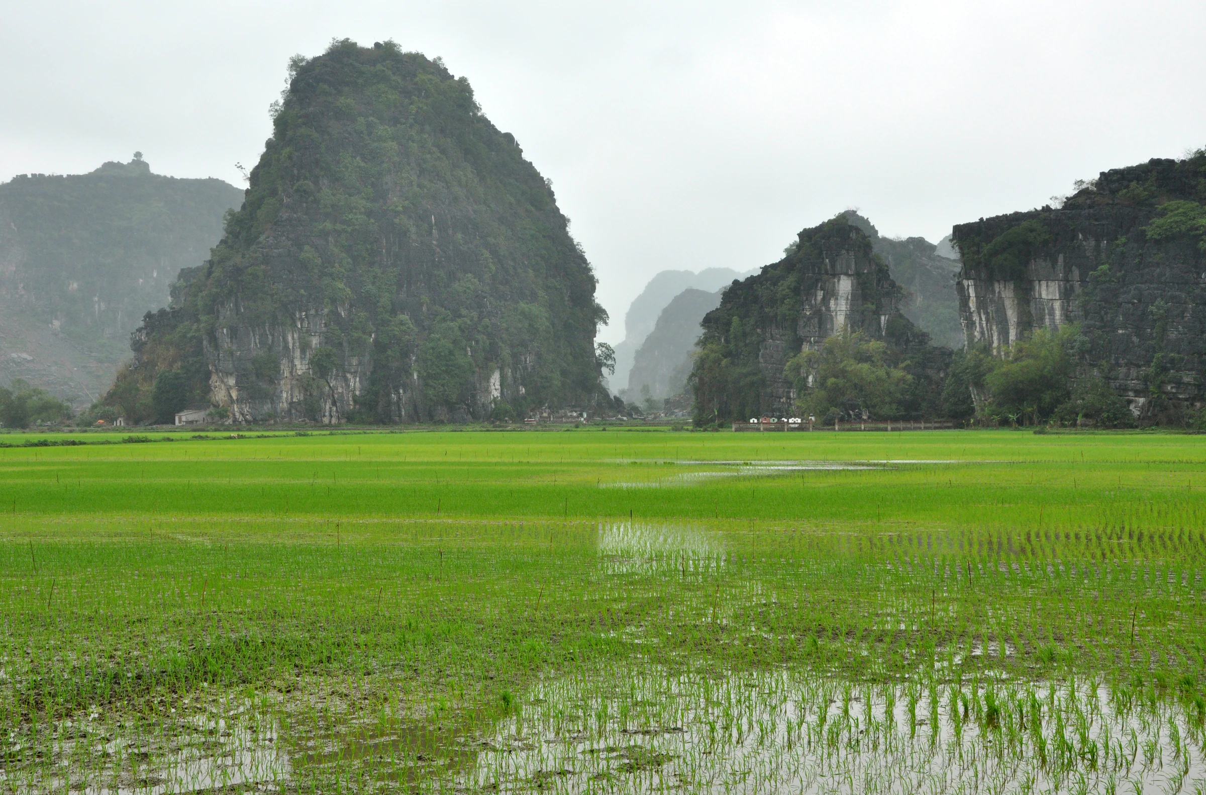Rice fields and karst towers in Ninh Binh on a cloudy day