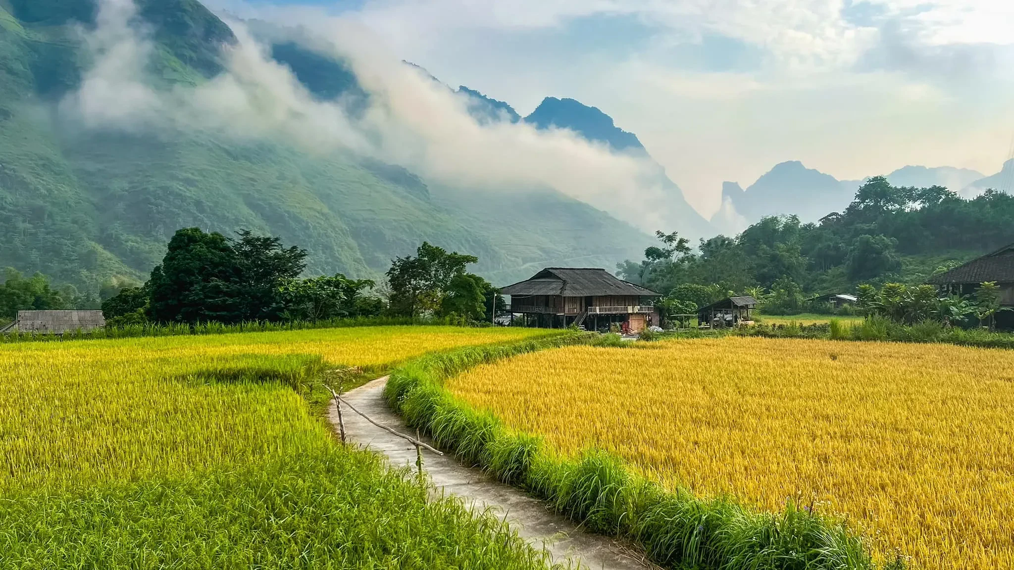 Rice fields and a house in the Du Gia valley under low cloud